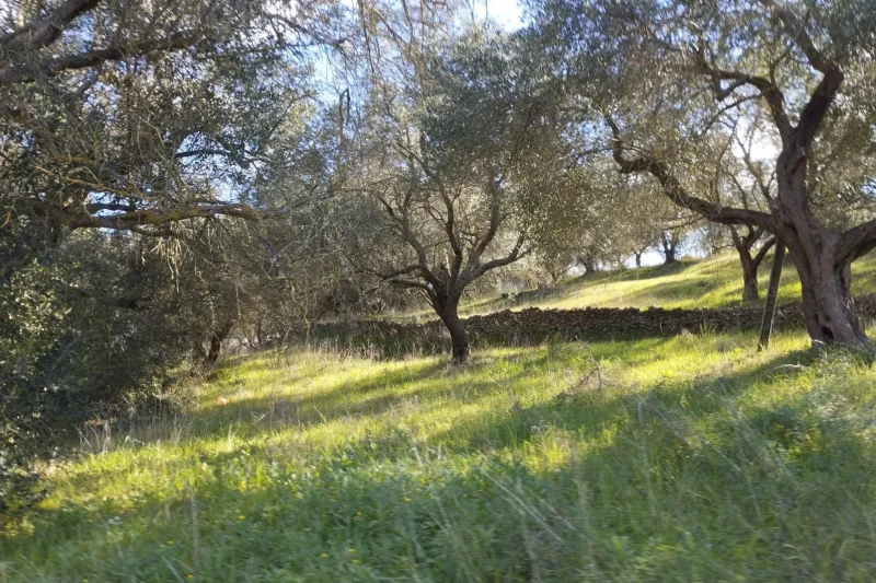 Οικόπεδο 6000τ.μ. Μελιτειέοι Κέρκυρα (2)