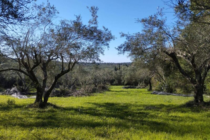 Οικόπεδο, 4000τ.μ. Αχίλλειο, Κέρκυρα