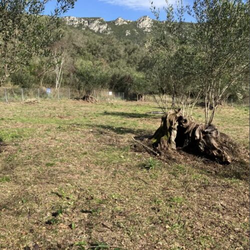 Οικόπεδο,1460τ.μ. Δουκάδες Κέρκυρας (Ν. Κέρκυρας)
